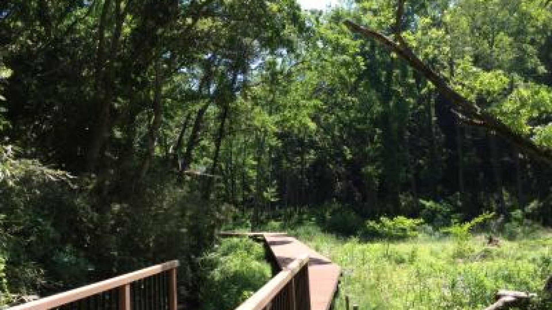 🌳 코아지로 숲(코아지로노모리) 이미지 6